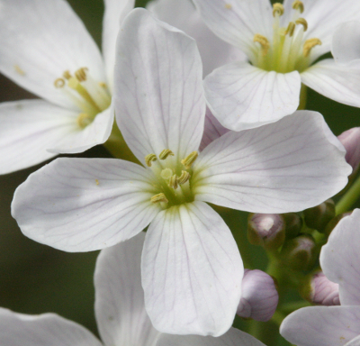 Cardamine pratense, Wiesen-Schaumkraut, Bl�te