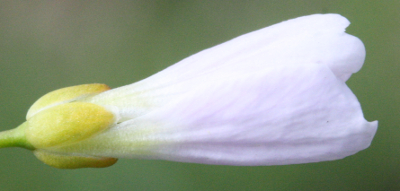 Cardamine pratensis, Wiesen-Schaumkraut, Knospe