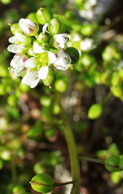 Cochlearia danica, Dnisches Lffelkraut