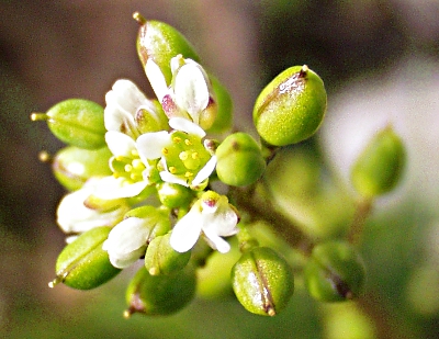 Cochlearia danica, D�nisches L�ffelkraut, Bl�ten