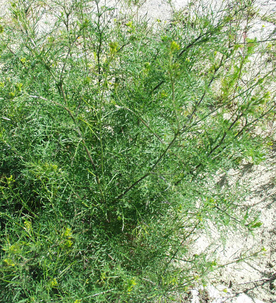 Descurainia sophia, Gewhnliche Besenrauke