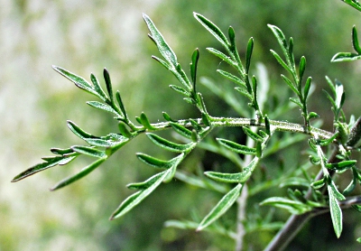 Descurainia sophia, Gewhnliche Besenrauke, Blatt