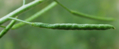 Descurainia sophia, Gewhnliche Besenrauke, Frucht