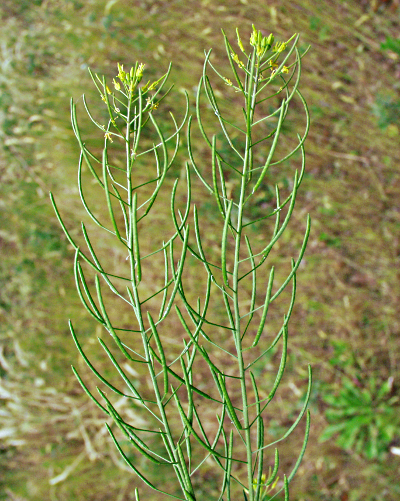 Descurainia sophia, Gewhnliche Besenrauke, Fruchtstand