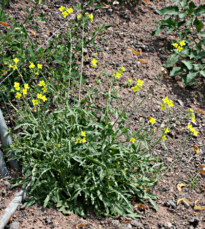 Diplotaxis tenuifolia, Schmalbl�ttriger Doppelsame