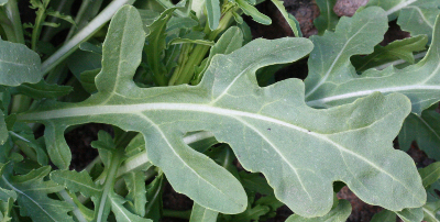 Diplotaxis tenuifolia, Schmalbl�ttriger Doppelsame, Blatt