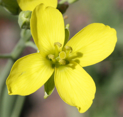 Diplotaxis tenuifolia, Schmalbl�ttriger Doppelsame, Bl�te
