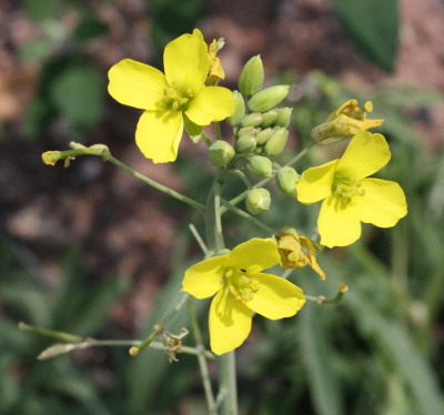 Diplotaxis tenuifolia, Schmalblttriger Doppelsame, Bltenstand