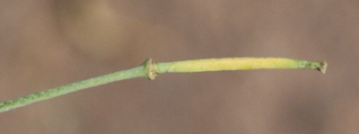 Diplotaxis tenuifolia, Schmalbl�ttriger Doppelsame, Frucht