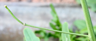Diplotaxis tenuifolia, Schmalbl�ttriger Doppelsame, Frucht