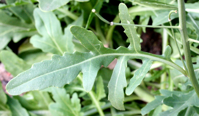 Diplotaxis tenuifolia, Schmalblttriger Doppelsame, Stngelblatt