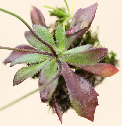 Draba verna, Frühlings-Hungerblümchen, Blätter