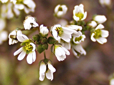 Draba verna, Frühlings-Hungerblümchen, Blüten