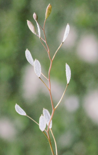 Draba verna, Frühlings-Hungerblümchen, Fruchtstand