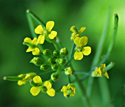 Erysimum cheiranthoides, Acker-Sch�terich, Bl�ten
