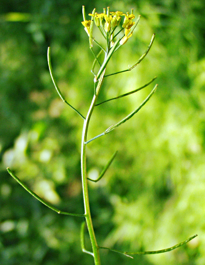 Erysimum cheiranthoides, Acker-Schterich, Frucht- und Bltenstand