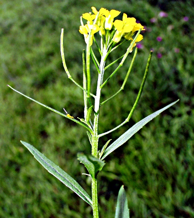 Erysimum cheiranthoides, Acker-Sch�terich