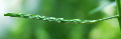 Erysimum cheiranthoides, Acker-Sch�terich, Schote