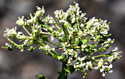 Lepidium draba, Pfeilkresse, Blüten