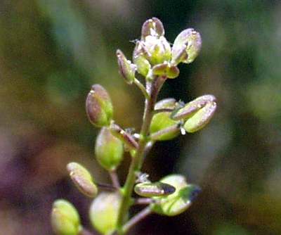 Lepidium ruderale, Schutt-Kresse, Blüten