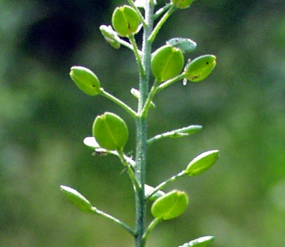 Lepidium ruderale, Schutt-Kresse, Frucht