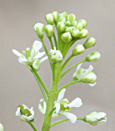 Lepidium virginicum, Virginische Kresse, Bl�ten