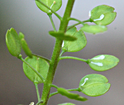 Lepidium virginicum, Virginische Kresse, Fr�chte