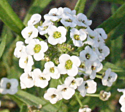 Lobularia maritima, Strand-Silberkraut,Blten