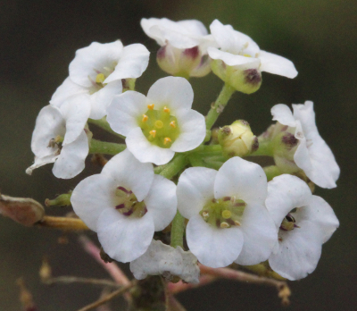 Lobularia maritima, Strand-Silberkraut, Blütenstand
