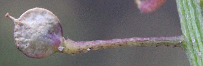 Lobularia maritima, Strand-Silberkraut, Frucht