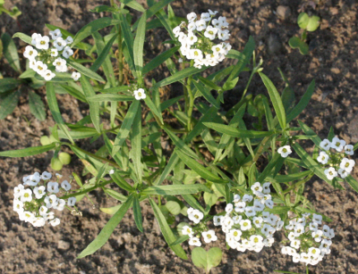 Lobularia maritima, Strand-Silberkraut, Habitus