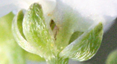 Lobularia maritima, Strand-Silberkraut, Kelch
