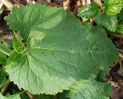Lunaria annua, Einjähriges Silberblatt, Blatt