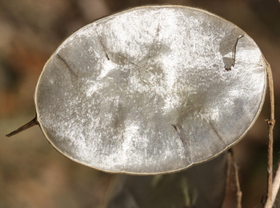 Lunaria annua, Einjähriges Silberblatt, Schote