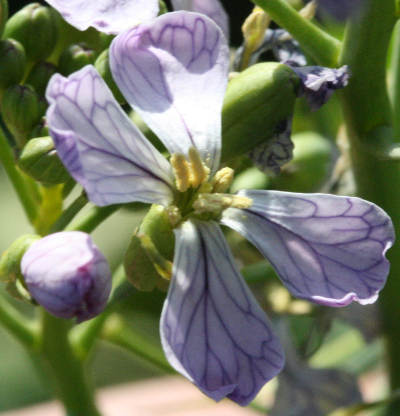 Raphanus sativus, �lrettich, Bl�te