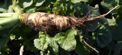 Raphanus sativus, �lrettich, Wurzel