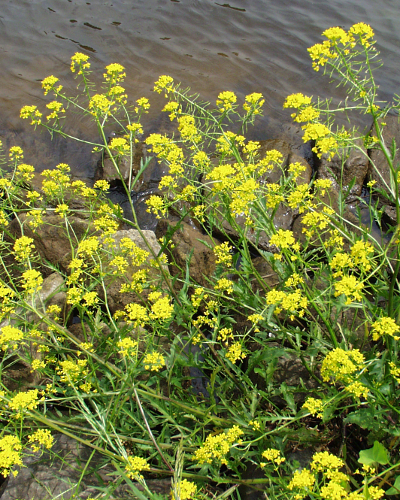 Rorippa x anceps, Niederliegende Sumpfkresse