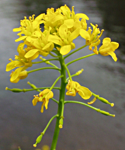 Rorippa x anceps, Niederliegende Sumpfkresse, Blten