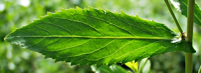 Rorippa austriaca, �sterreichische Sumpfkresse, Blatt