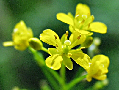Rorippa austriaca, �sterreichische Sumpfkresse, Bl�ten
