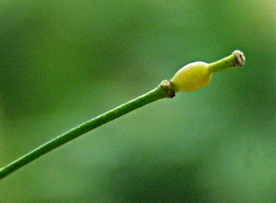 Rorippa austriaca, �sterreichische Sumpfkresse, Frucht