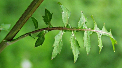 Rorippa palustris, Gew�hnliche Sumpfkresse, Blatt