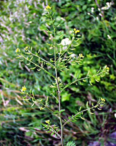 Rorippa palustris, Gew�hnliche Sumpfkresse