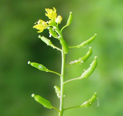Rorippa palustris, Gew�hnliche Sumpfkresse, Schoten