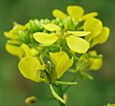 Sinapis alba, Weißer Senf, Blütenstand