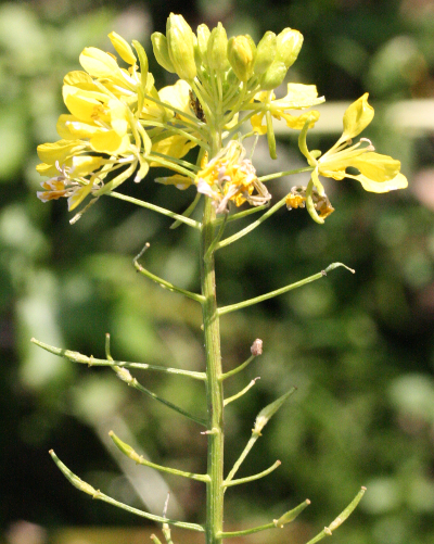 Sinapis alba, Wei�er Senf, Bl�tenstand