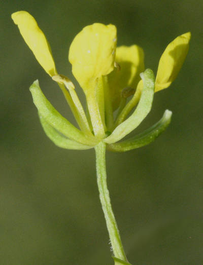 Sinapis alba, Wei�er Senf, Bl�te