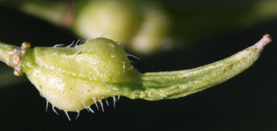 Sinapis alba, Wei�er Senf, Frucht