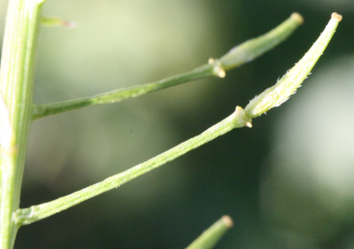 Sinapis alba, Wei�er Senf, Fr�chte