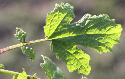 Sinapis alba, Wei�er Senf, oberes St�ngelblatt